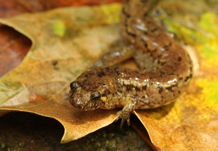 Spotted Dusky Salamander